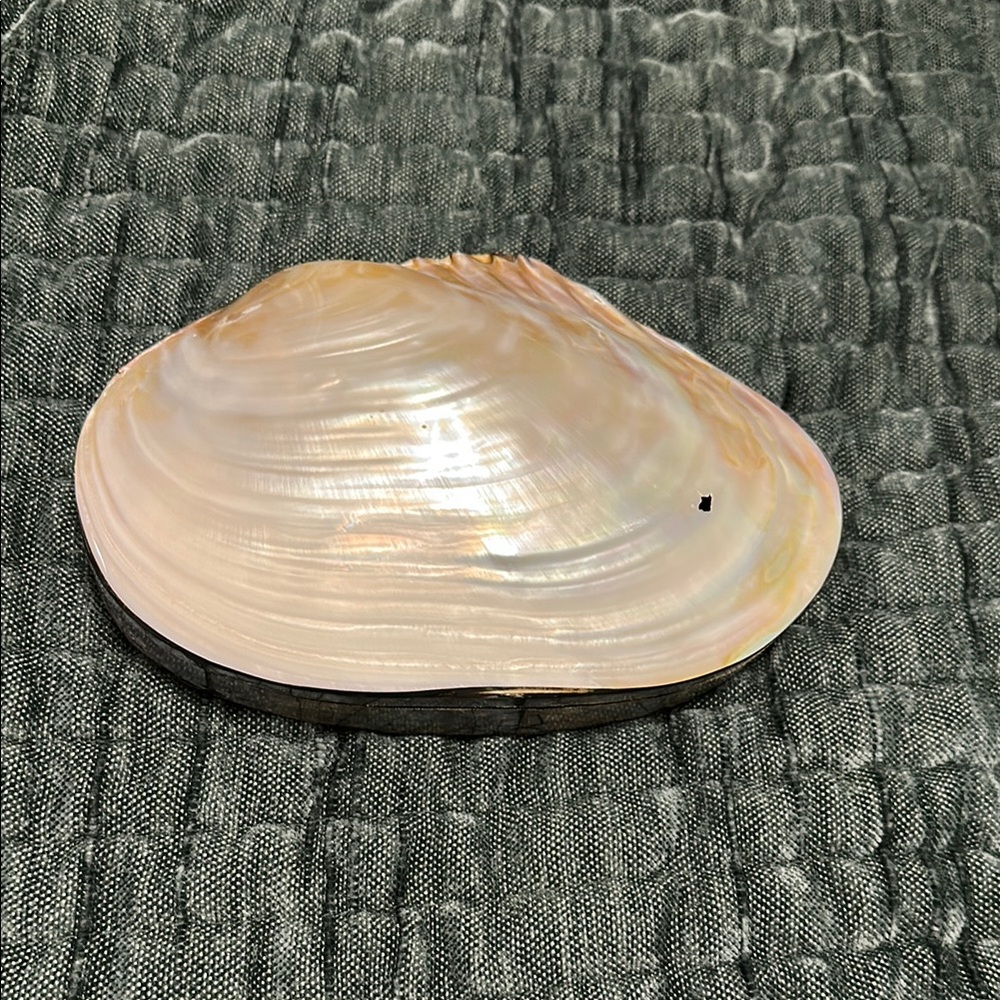 Abolone Shell Box for jewelry/keepsakes/etc.